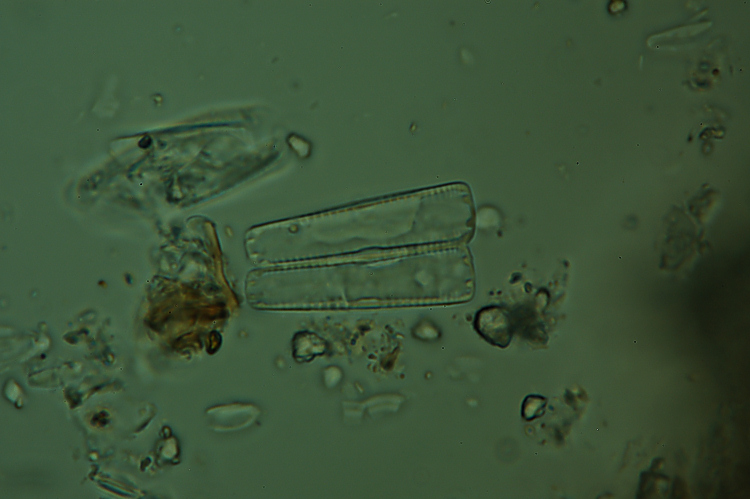 Cimitero di diatomee?